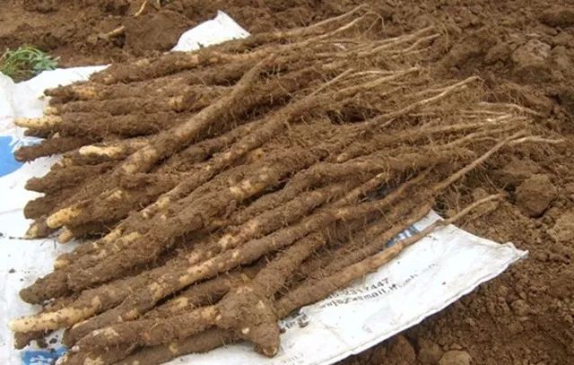 JDB电子试玩网页版-
中国历史上的四大冤案(图6) JDB电子游戏官网