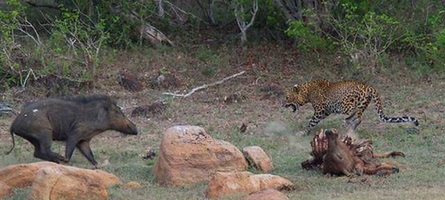 JDB电子游戏官网:府东社区:失独不失爱,重阳暖人心(图4) JDB电子游戏官网