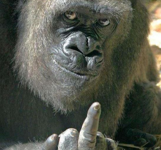 活禽市场永久关闭不是唯一出路|JDB电子