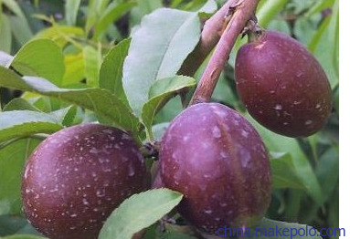 梅花社区：开展9月党员固定活动日_JDB电子游戏官网